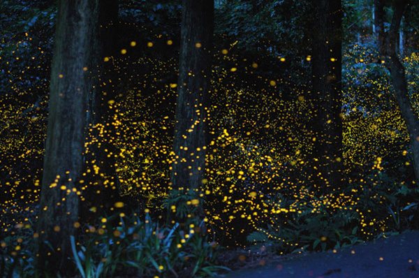 June Fireflies